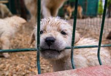 Türkiye Hayvan Hakları 2025 Medya İhlal Raporu Yayımlandı