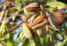 Datça Nurlu Bademi Katma Değere Dönüşecek